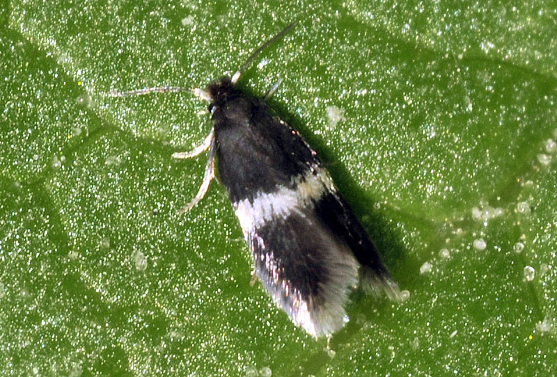 Ectoedemia occultella - Nepticulidae